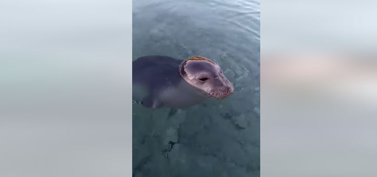 Αλόννησος: Αξιολάτρευτο μωρό φώκια κάνει μπάνιο και παίζει με κολυμβητή – ΒΙΝΤΕΟ