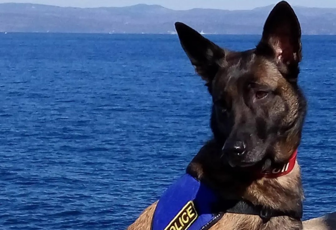 Αστυνομικός σκύλος Mirka