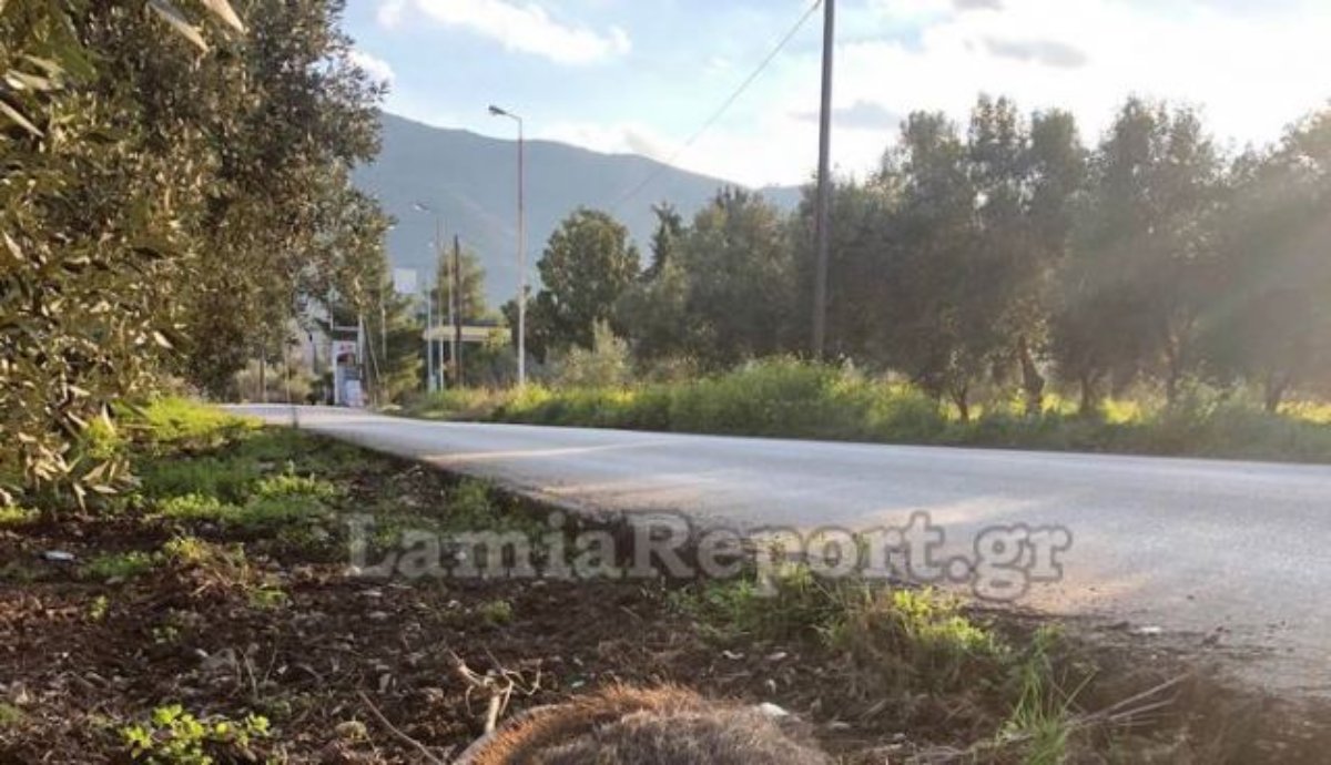 Αταλάντη: Τροχαίο με αγριογούρουνο που πετάχτηκε στον δρόμο – Σε σοκ ο οδηγός – ΦΩΤΟ