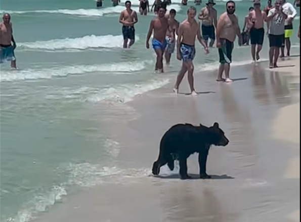 αρκουδα θάλασσα