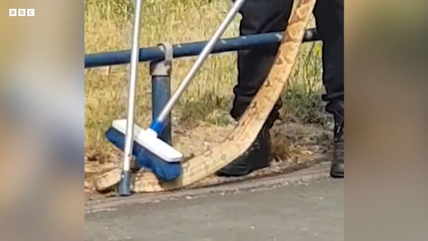 Βρετανία: Αστυνομικοί συλλαμβάνουν βόα σε πολυσύχναστο δρόμο