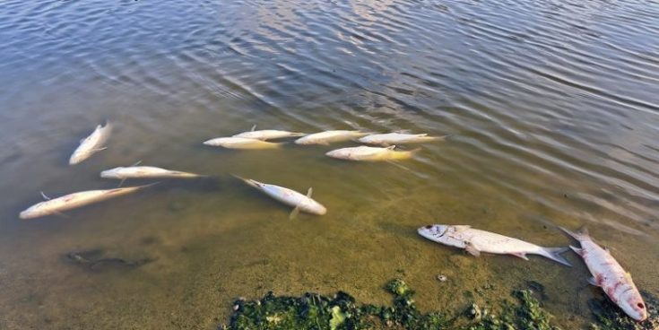 νεκρά ψάρια κρήτη