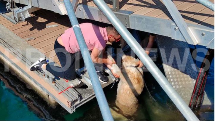 Στη θάλασσα σκύλος στην Καβάλα έπειτα από κλωτσιά