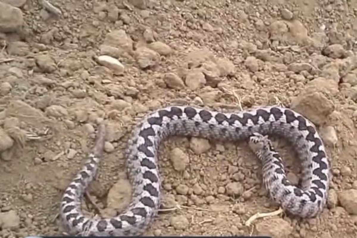 Μαγνησία: «Γιαγιά, κάτι με τσίμπησε» – Πώς η οχιά δάγκωσε την 4χρονη