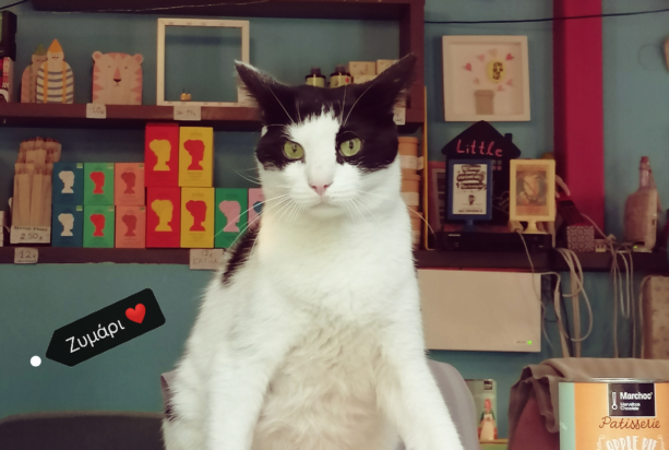 γάτα καφέ Θεσσαλονίκη