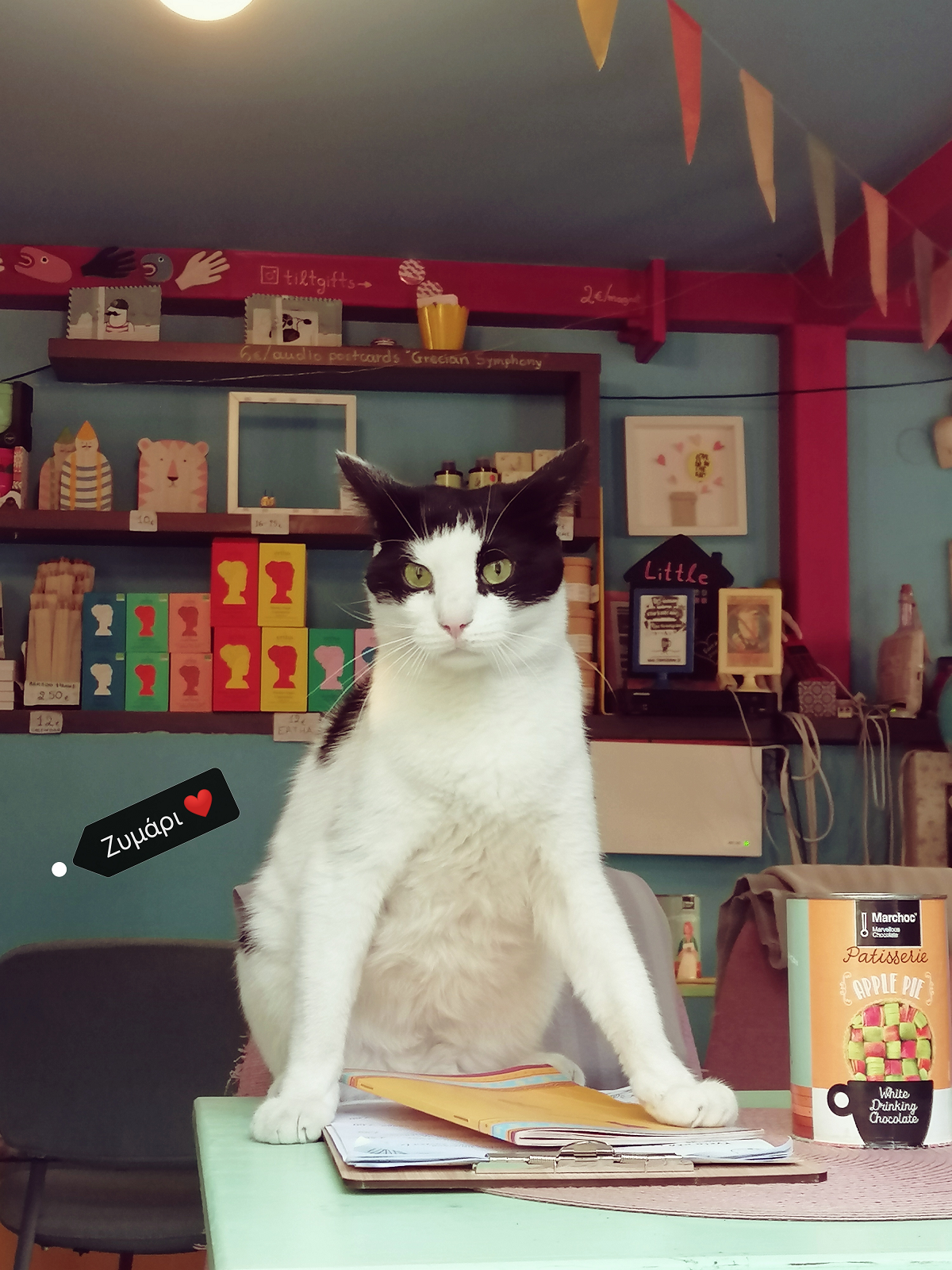 γάτα καφέ Θεσσαλονίκη