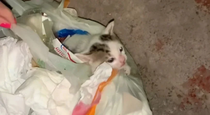 γατα σκουπίδια