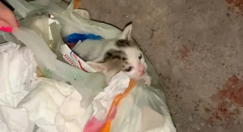 γατα σκουπίδια