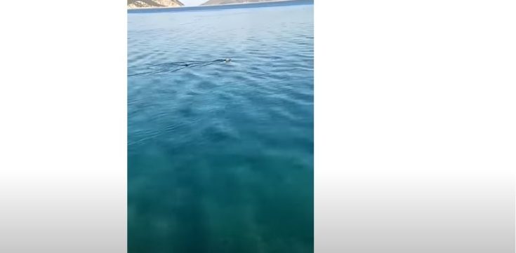 Καρχαρίας στον Κορινθιακό Κόλπο