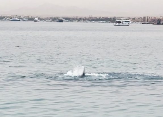 καρχαρίας Αίγυπτος