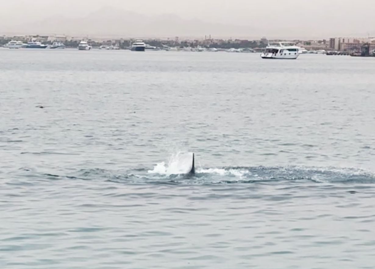καρχαρίας Αίγυπτος