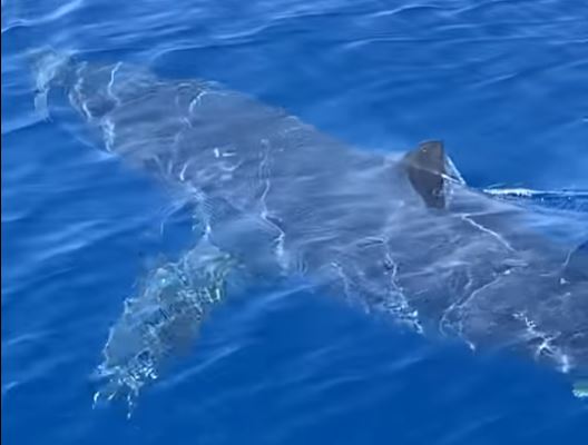 Ζάκυνθος: Καρχαρίας «συνελήφθη» από την κάμερα να κολυμπά κοντά στο λιμάνι – ΒΙΝΤΕΟ