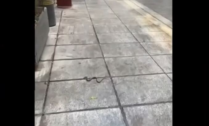 Κολωνάκι: Φίδι… έκανε βόλτες δίπλα από τους περαστικούς – Δείτε το ΒΙΝΤΕΟ