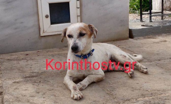 Κορινθία Σκύλος