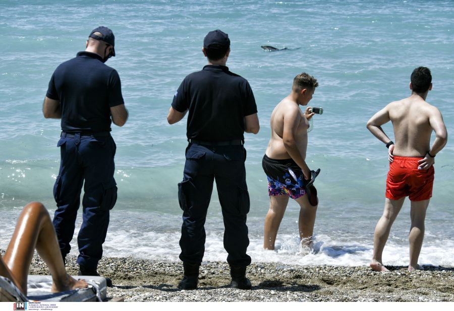 Κόρινθος: Ναυαγοσώστες βοηθούν δελφίνι που έχασε τον προσανατολισμό του και βγήκε σε παραλία – ΒΙΝΤΕΟ