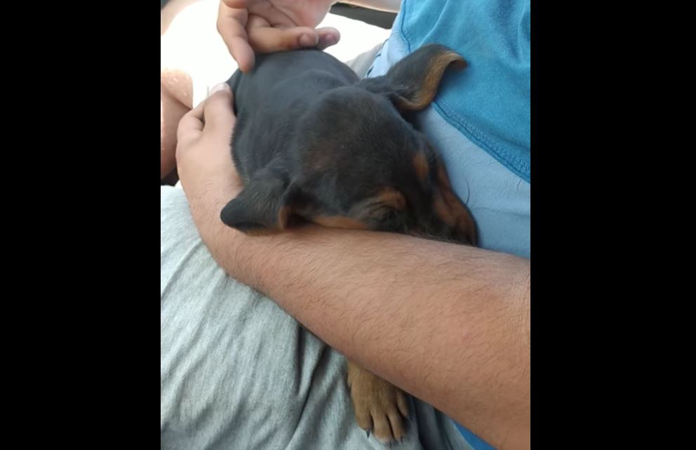 Κτηνωδία στο Ναύπλιο: Έβαλαν κουτάβια σε σακούλα και τα πέταξαν – Σώθηκε μόνο το ένα