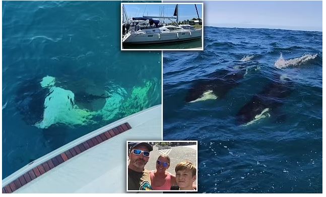 Επίθεση 30 λεπτών σε γιοτ από όρκα στα ανοιχτά του Γιβραλτάρ