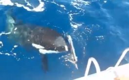 Όρκα επίθεση