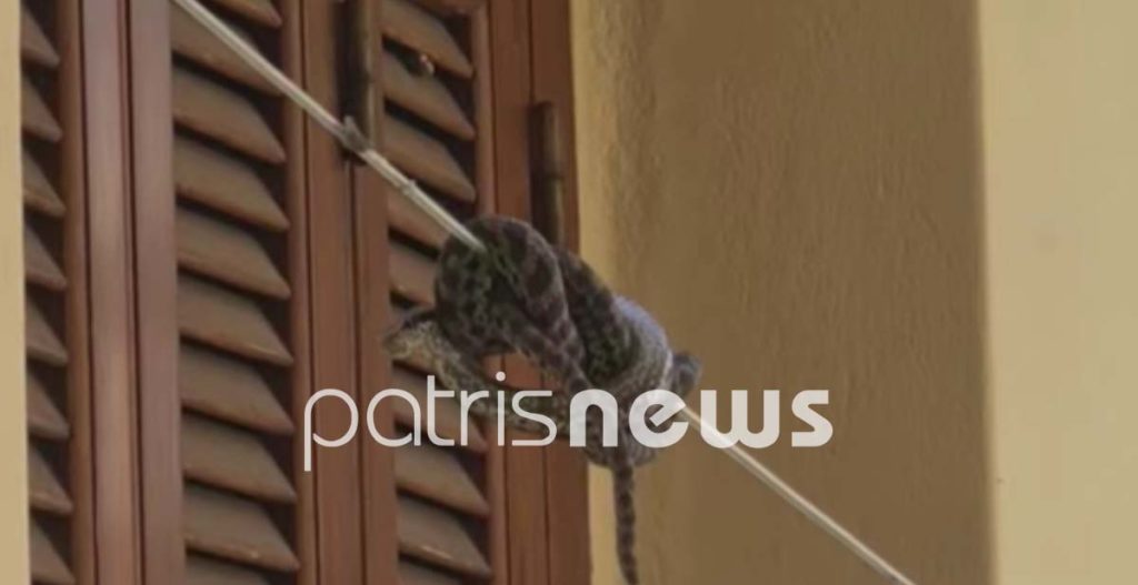 Οχιά Αμαλιάδα