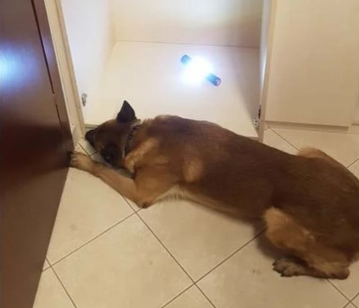 Θεσσαλονίκη: Χειροπέδες σε δύο άτομα από το διεθνές κύκλωμα κοκαΐνης – Πώς σκύλος της ΕΛΑΣ ξετρύπωσε τα ναρκωτικά – ΒΙΝΤΕΟ