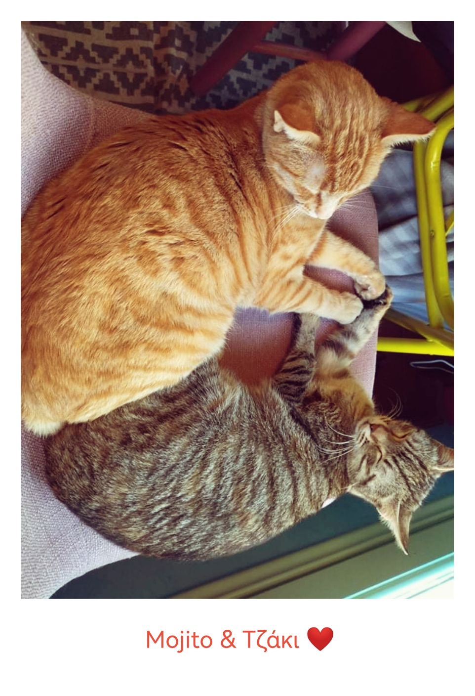 γάτα καφέ Θεσσαλονίκη