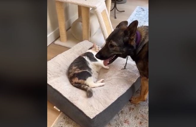 Σκύλος Γάτα TikTok