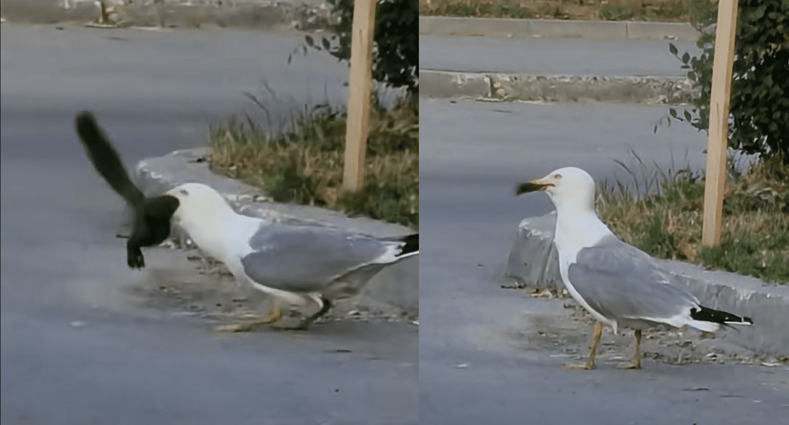 Γλάρος κατάπιε σκίουρο – ΒΙΝΤΕΟ