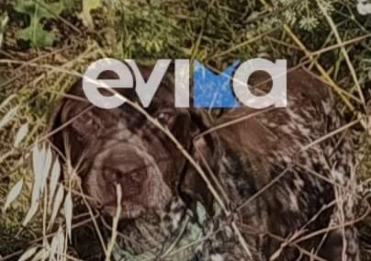 Εύβοια: Καταγγελία για κακοποίηση σκύλου – Τον έδεσαν και τον παράτησαν