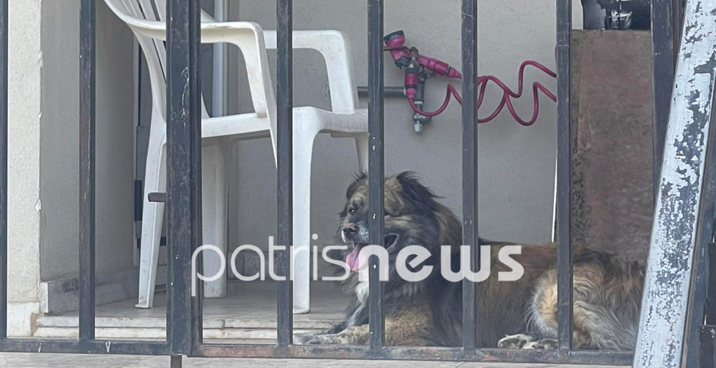 πυργος σκύλος