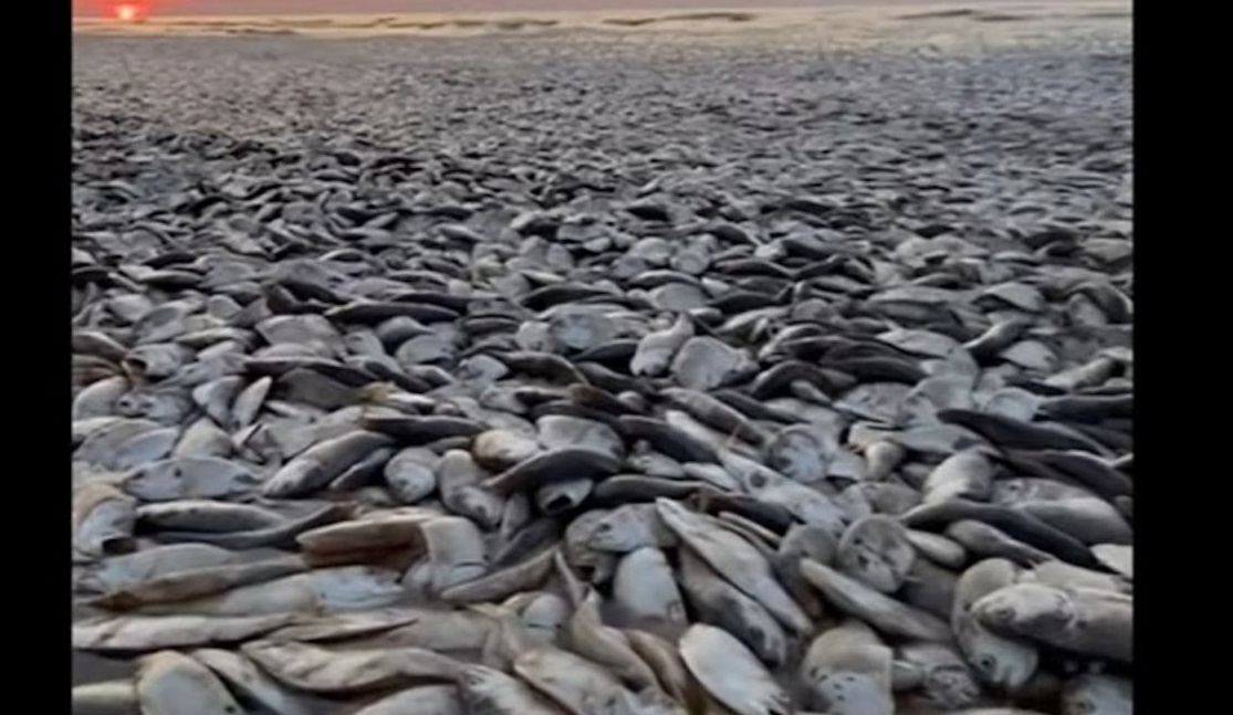 Τέξας: Η θάλασσα ξέβρασε χιλιάδες νεκρά ψάρια – Δείτε ΒΙΝΤΕΟ
