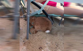 Θάλασσα Κουνέλι