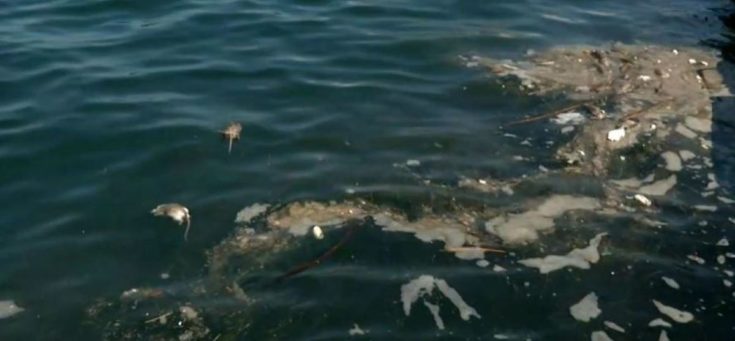 Θεσσαλονίκη ποντίκια