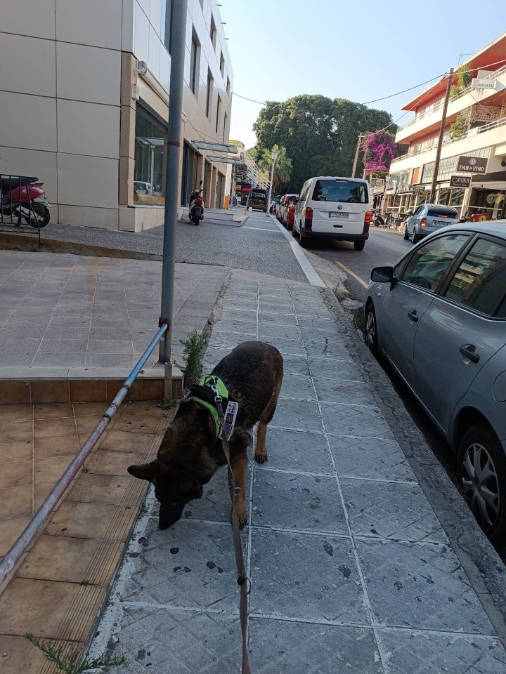 tsika skilos rodos 2