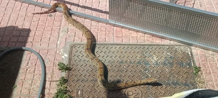 Βόας στην Σάμο