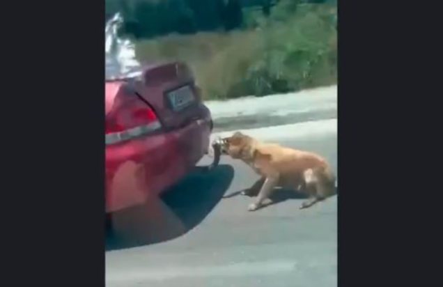 Ζάκυνθος σκύλος