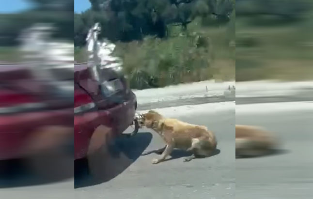 Ζάκυνθος Κακοποίηση ζώου