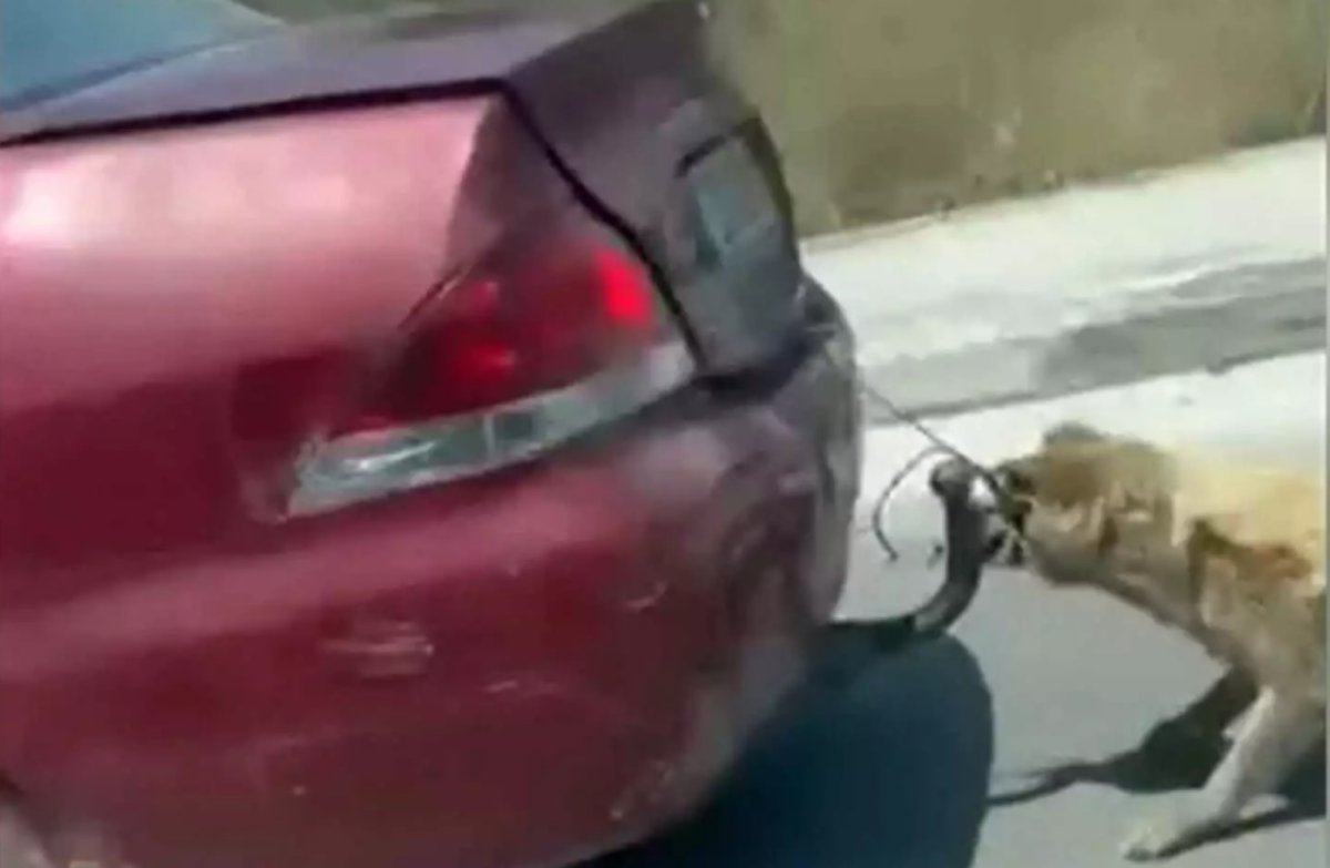 Ζάκυνθος: «Οι πατούσες του σκύλου έχουν καεί» – Ελεύθερος χωρίς περιοριστικούς όρους ο 75χρονος που τον έσερνε από τον κοτσαδόρο