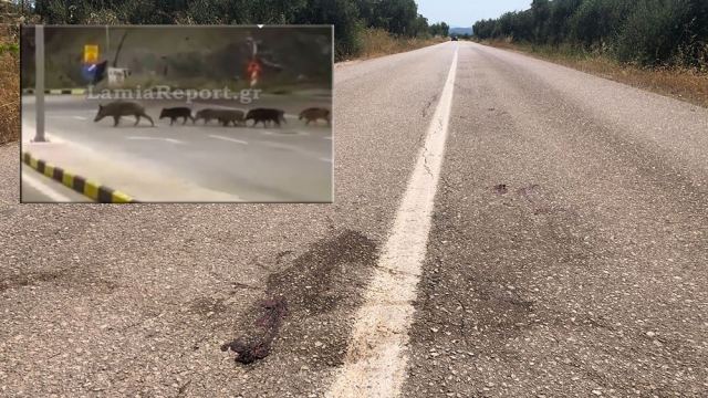 Τροχαίο στην Αταλάντη: Μηχανή συγκρούστηκε με αγριογούρουνο – Στο νοσοκομείο ο 37χρονος οδηγός – ΦΩΤΟ