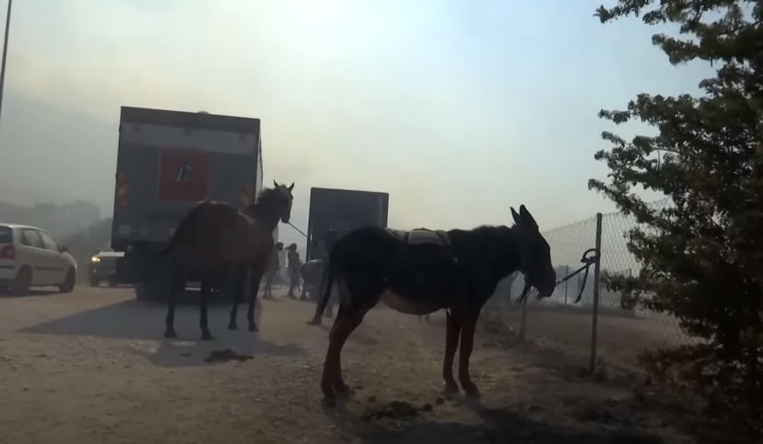 Φωτιά στα Καλύβια: Καρέ – καρέ οι προσπάθειες διάσωσης των αλόγων στον Ιππικό Όμιλο «St. George» – Συγκλονιστικό ΒΙΝΤΕΟ