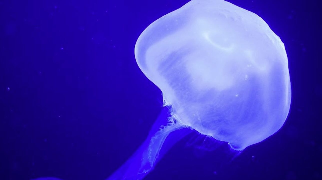 Σε έξαρση οι μπλε μέδουσες