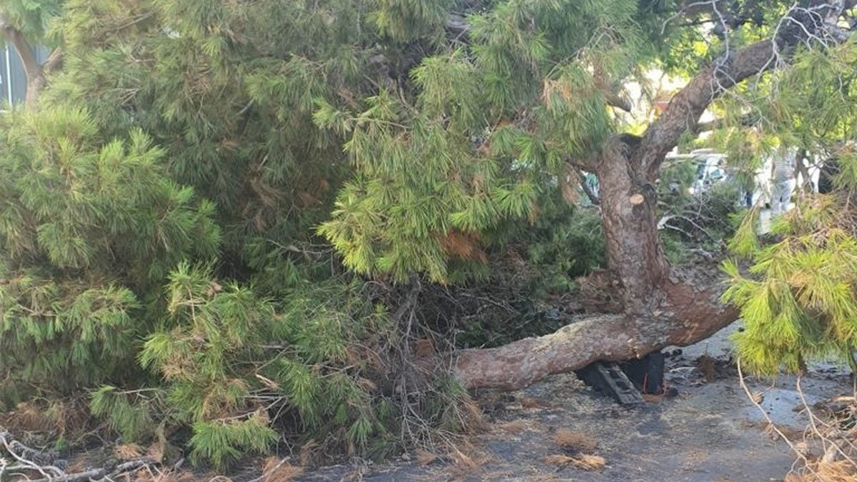 Τραγωδία στις Σέρρες: Νεκρός 42χρονος υλοτόμος – Τον καταπλάκωσε ένα δέντρο
