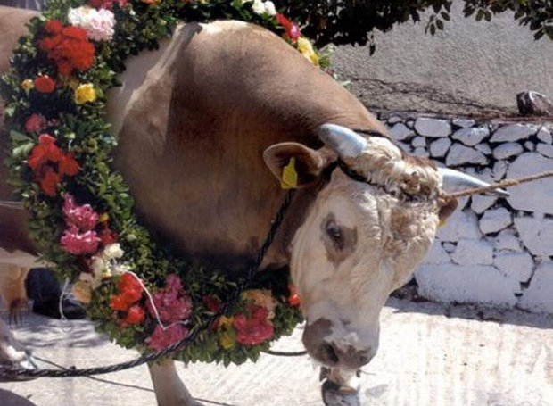 Ταυροθυσία στην Λέσβο