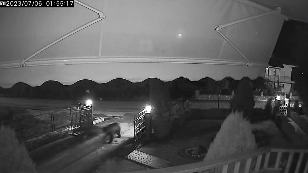 Πτολεμαίδα: Αρκούδα μπήκε στην αυλή του σπιτιού από την κύρια είσοδο – ΒΙΝΤΕΟ