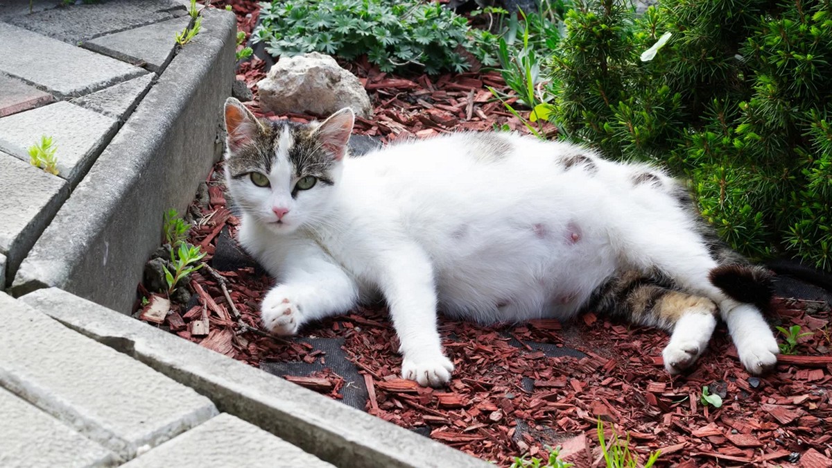 Απίστευτη κτηνωδία στην Κρήτη: Εστιάτορας κλώτσησε γάτα μπροστά σε πελάτες – Πέθαναν τα μωρά της