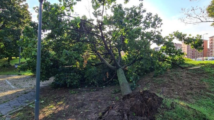 δέντρο πτώση