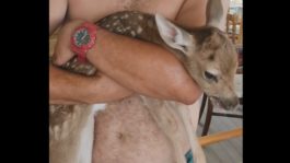 Φωτιά ελάφι Ρόδος