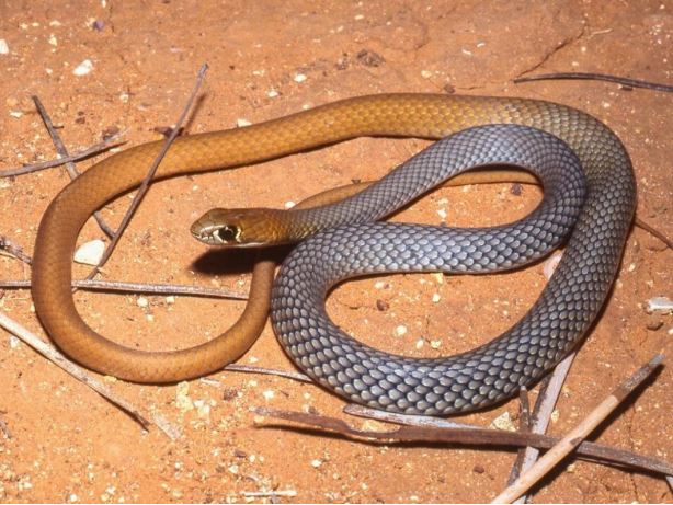 Νέο δηλητηριώδες είδος φιδιού ανακαλύφθηκε στην Αυστραλία
