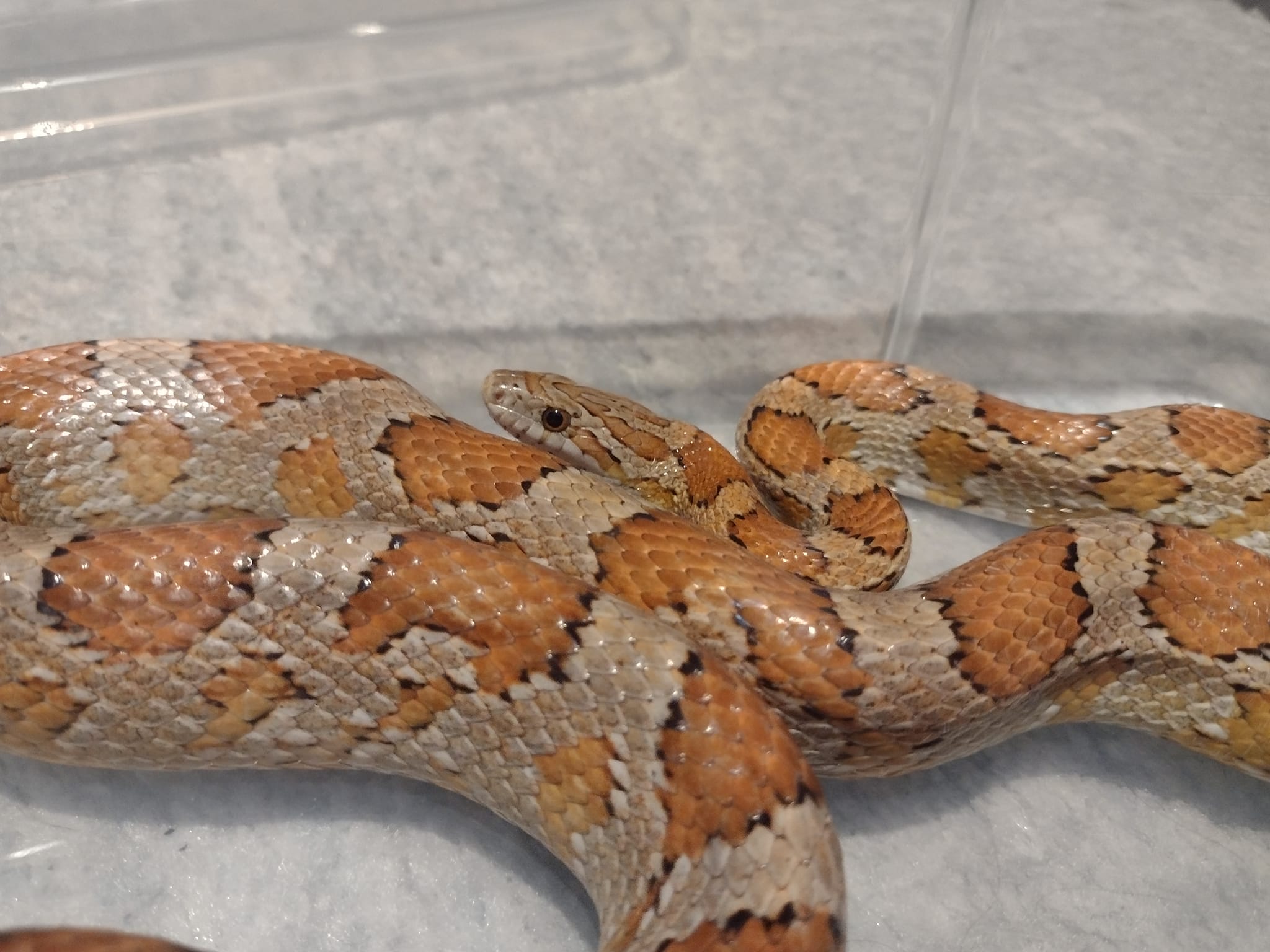 Φίδι σε σπίτι στην Θεσσαλονίκη