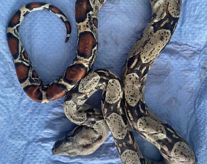 Θεσσαλονίκη: Βόας εντοπίστηκε σε πάρκο της Τούμπας – ΦΩΤΟ