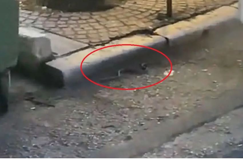 Φίδι στην Θεσσαλονίκη